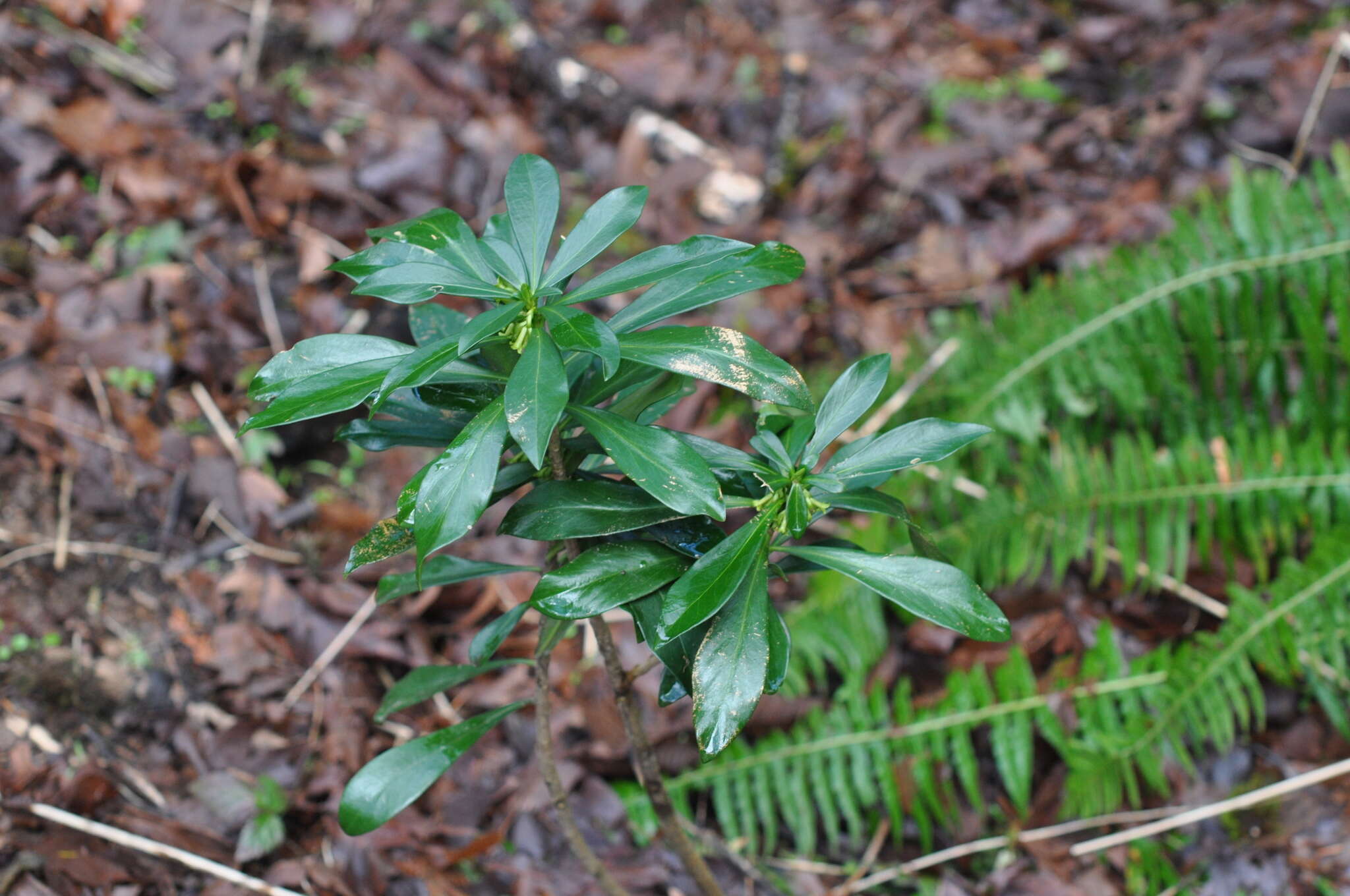 Imagem de Daphne laureola L.