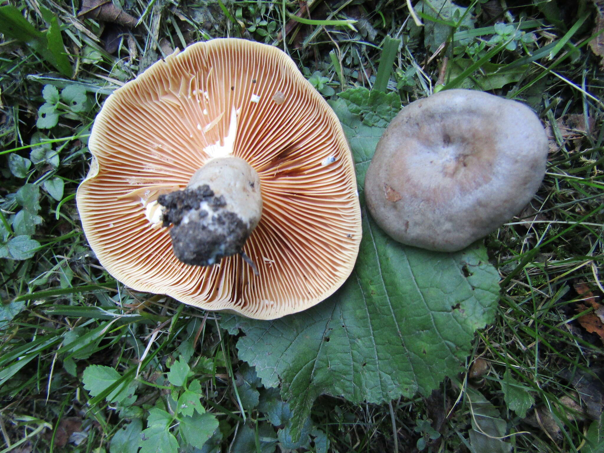 Image of Lactarius pyrogalus (Bull.) Fr. 1838