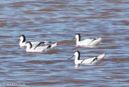 Image de Avocette à tête noire