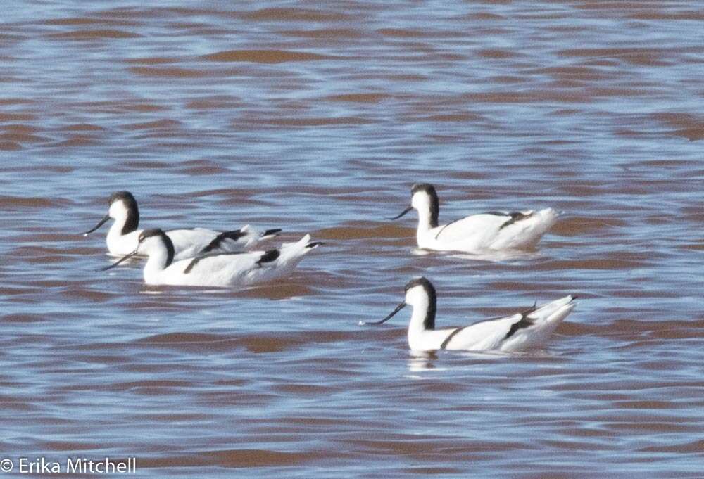 Image de Avocette à tête noire