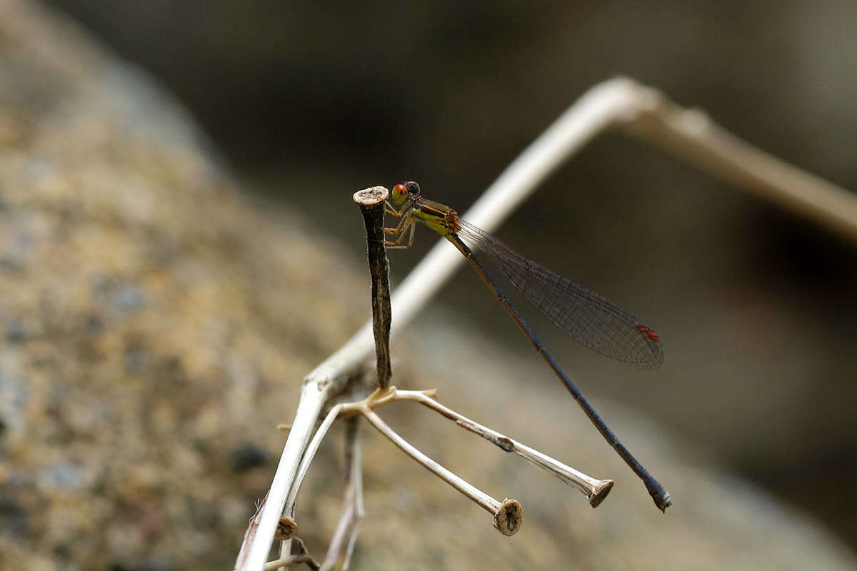 Image of Nesobasis rufostigma Donnelly 1990