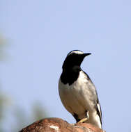 Image of White-browed Wagtail