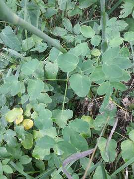Image of Broad-leaved Sermountain
