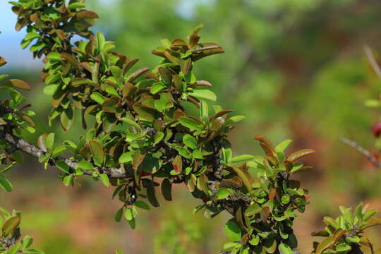 Image of Ximenia caffra Sond.