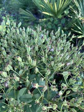 Arnoglossum floridanum (A. Gray) H. Robinson resmi