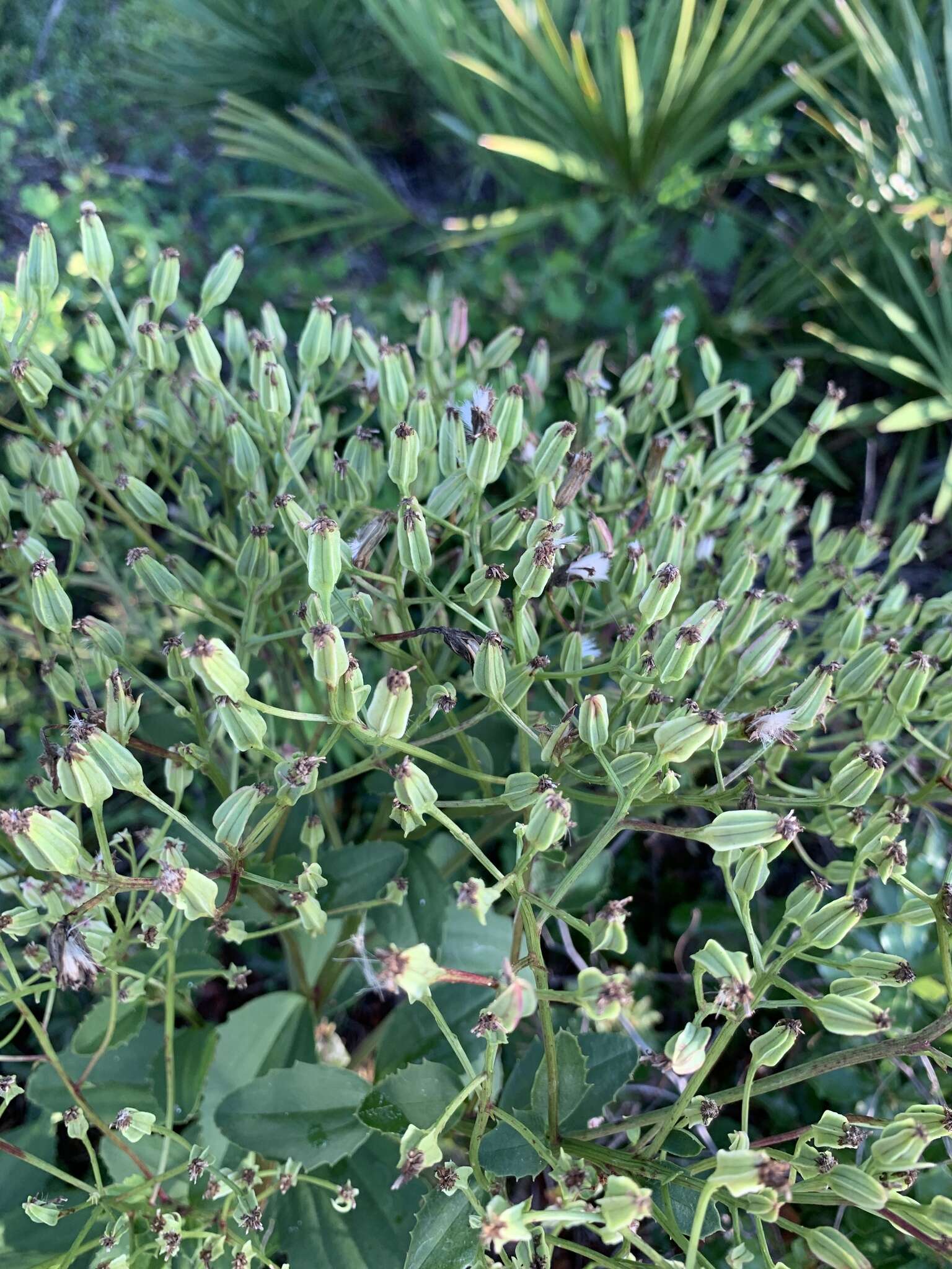 Image of Florida Indian plantain