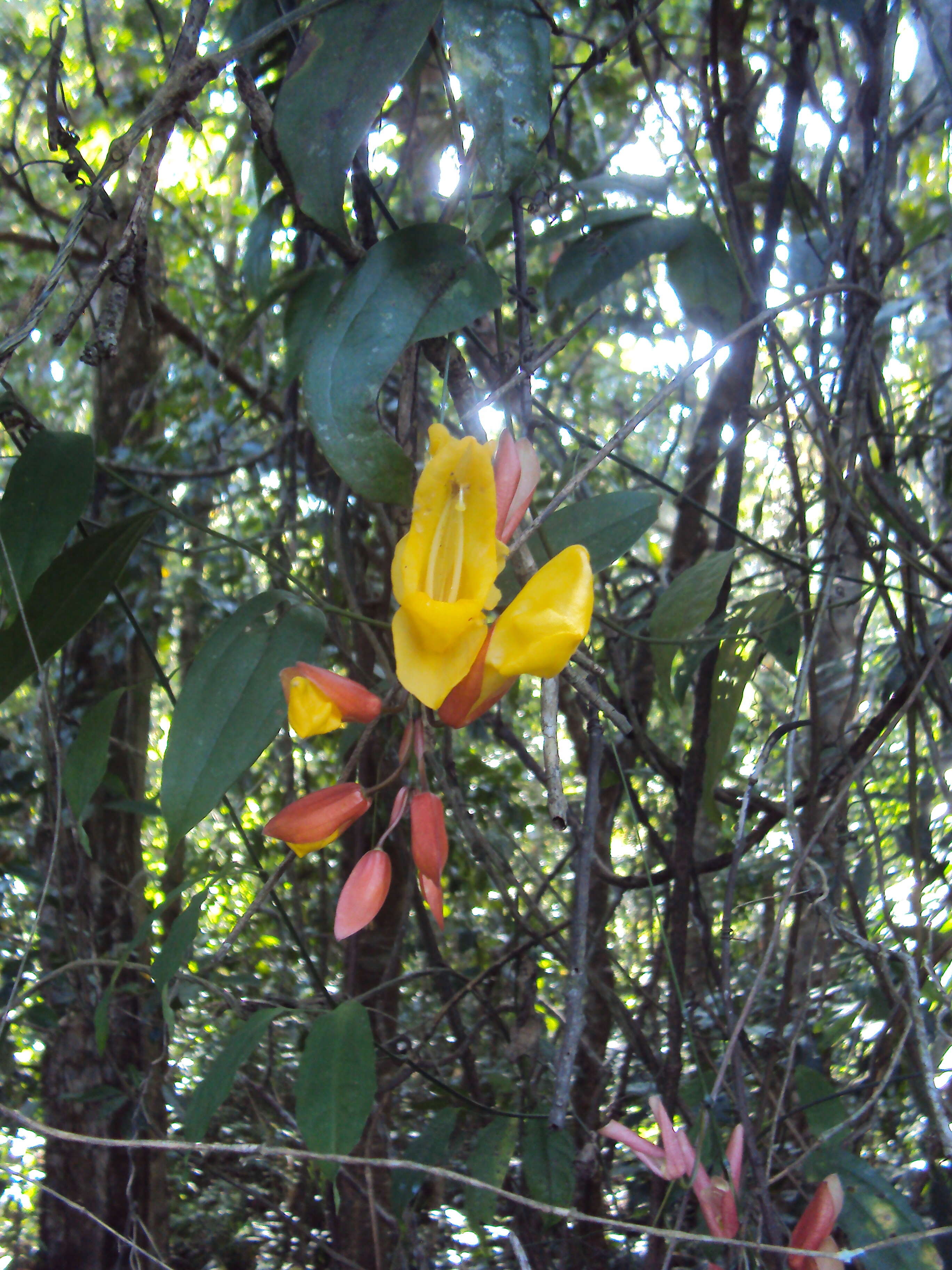 Image of Clock vine