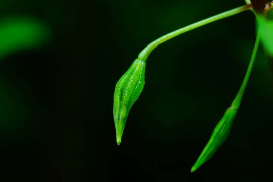 Image of small balsam