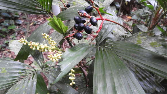 Reinhardtia gracilis (H. Wendl.) Burret的圖片