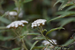 Imagem de Ozothamnus stirlingii (F. Müll.) A. A. Anderberg