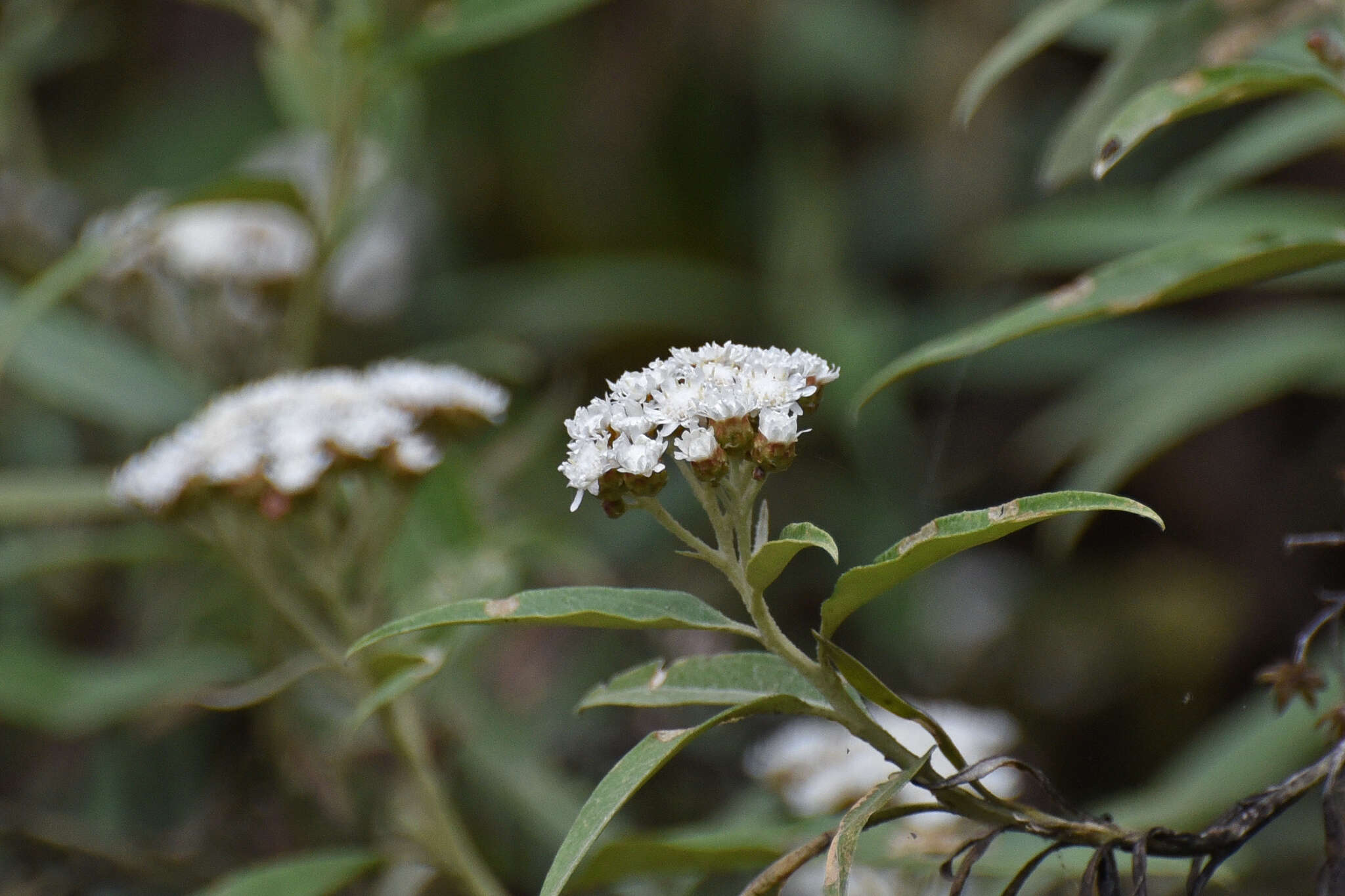 Imagem de Ozothamnus stirlingii (F. Müll.) A. A. Anderberg