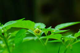 Image of Pygmy Ground-Cherry