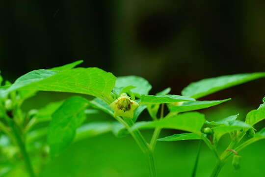 Plancia ëd Physalis lagascae Roem. & Schult.