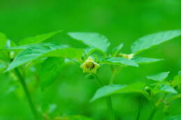 Image of Pygmy Ground-Cherry