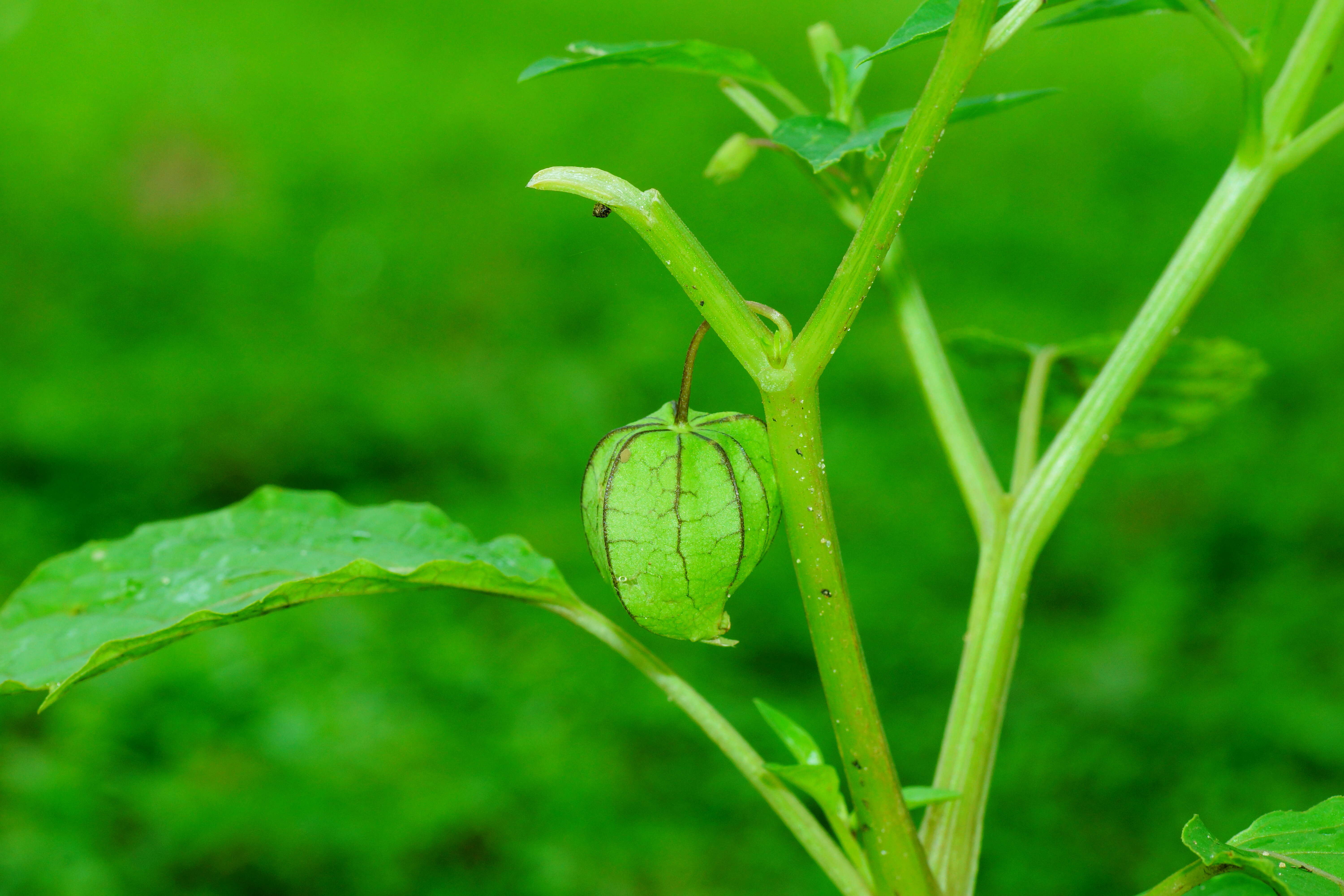 Plancia ëd Physalis lagascae Roem. & Schult.