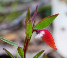 Image of Pimelea linifolia subsp. linifolia