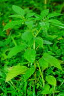 Image of Pygmy Ground-Cherry