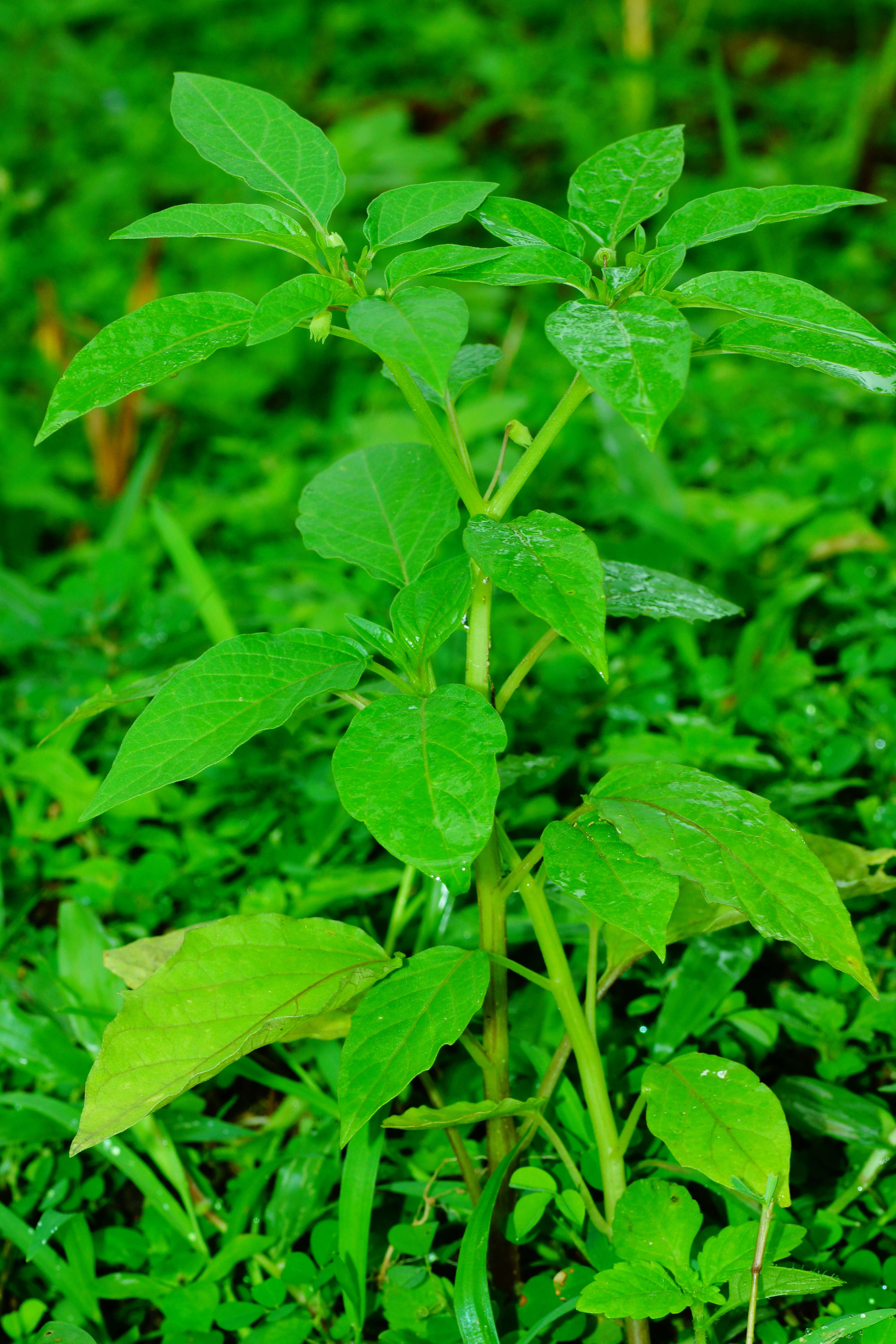 Plancia ëd Physalis lagascae Roem. & Schult.