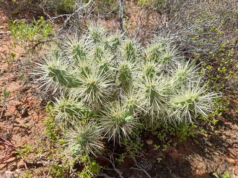 Cylindropuntia imbricata subsp. rosea resmi