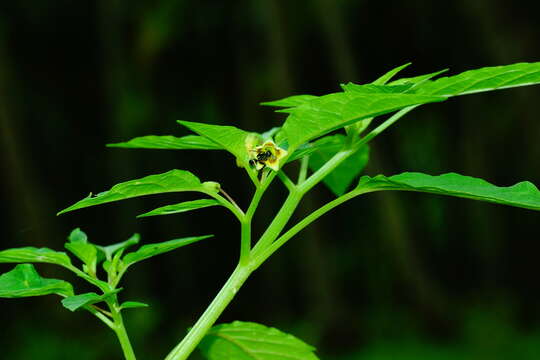 Plancia ëd Physalis lagascae Roem. & Schult.