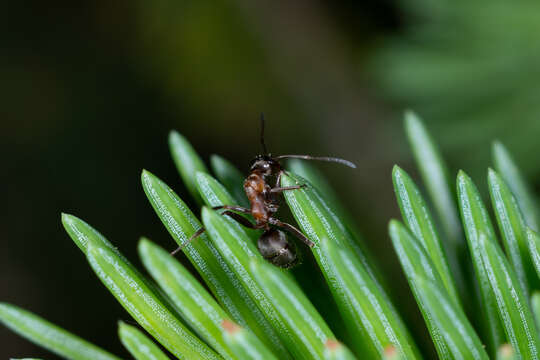 Image of Red-backed Mining Ant