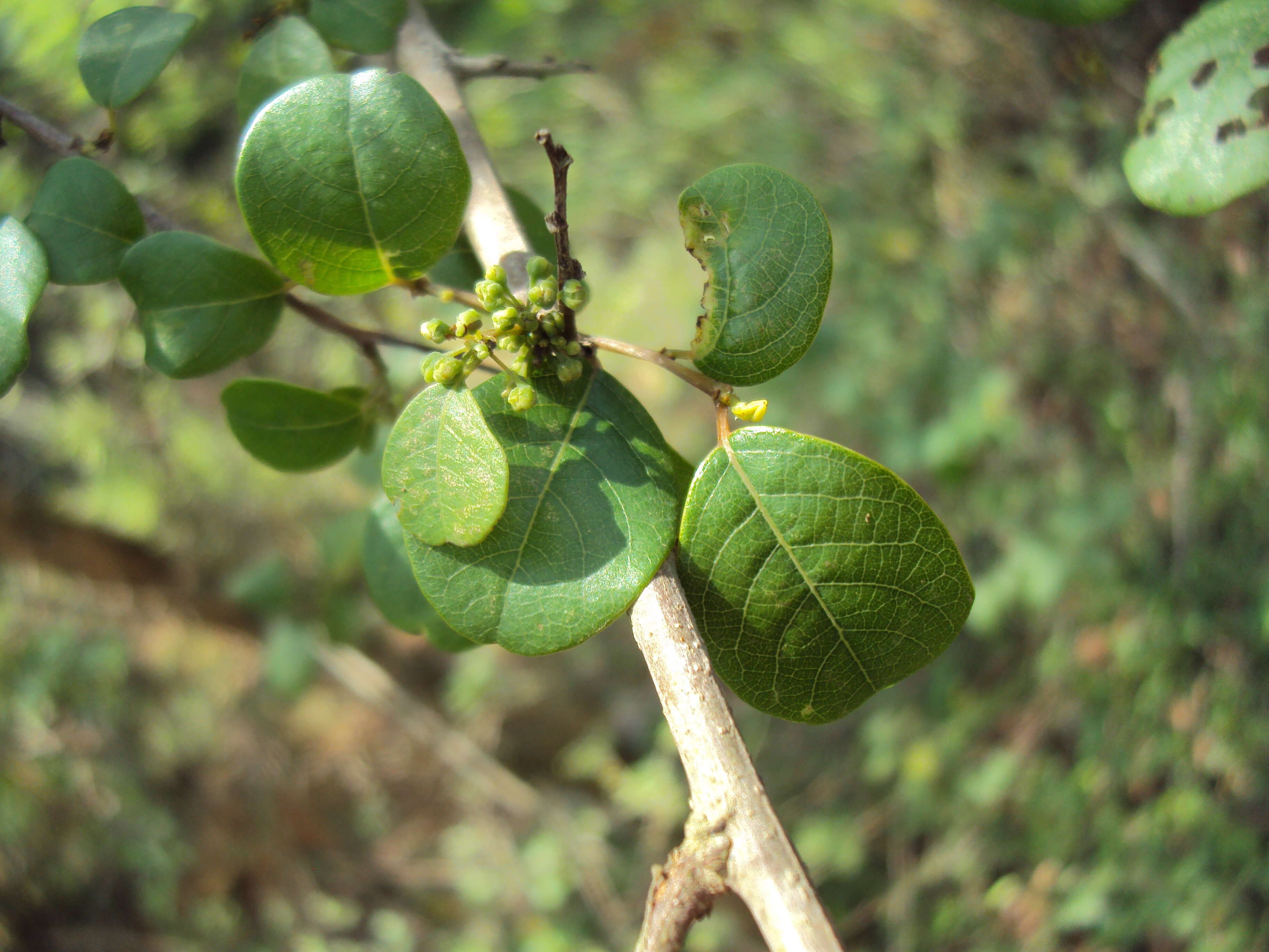 Imagem de Commiphora wightii (Arn.) Bhandari