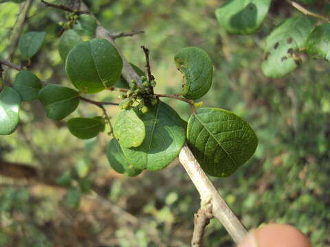 Imagem de Commiphora wightii (Arn.) Bhandari