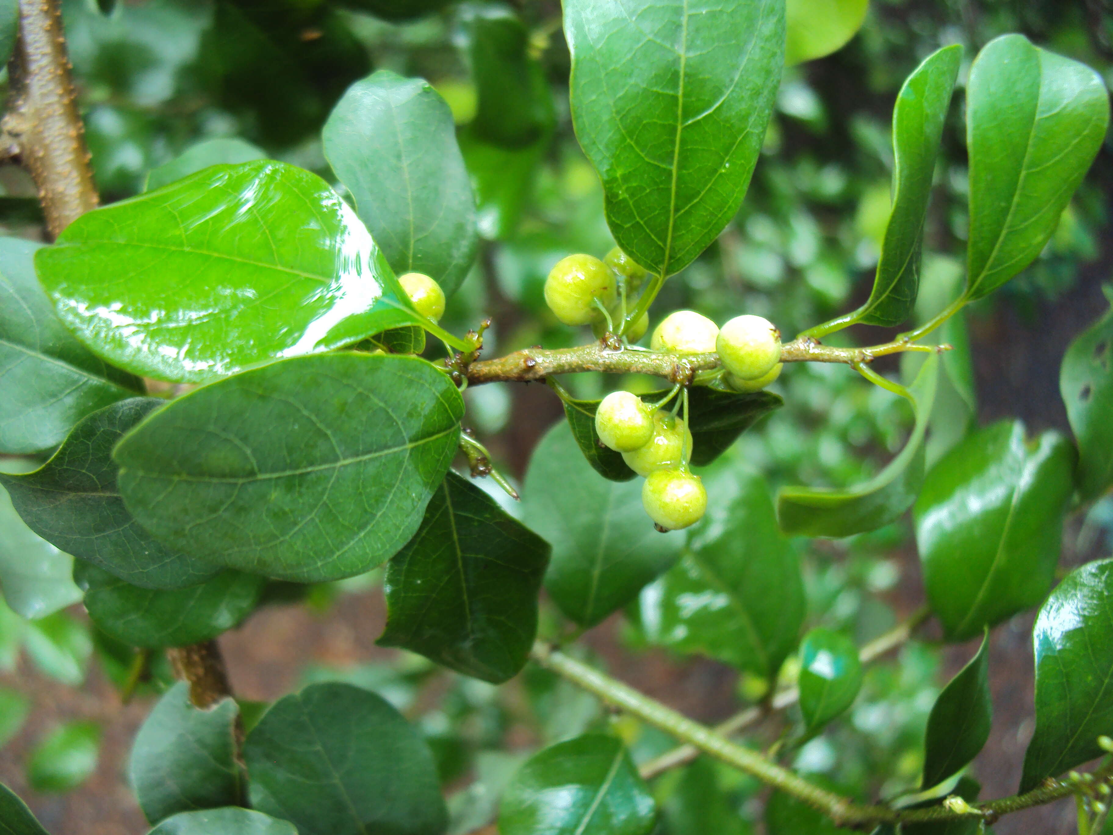 Imagem de Commiphora wightii (Arn.) Bhandari