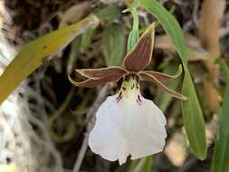 Image of Prosthechea ghiesbreghtiana (A. Rich. & Galeotti) W. E. Higgins