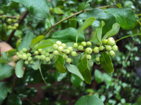 Imagem de Commiphora wightii (Arn.) Bhandari