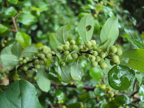 Imagem de Commiphora wightii (Arn.) Bhandari