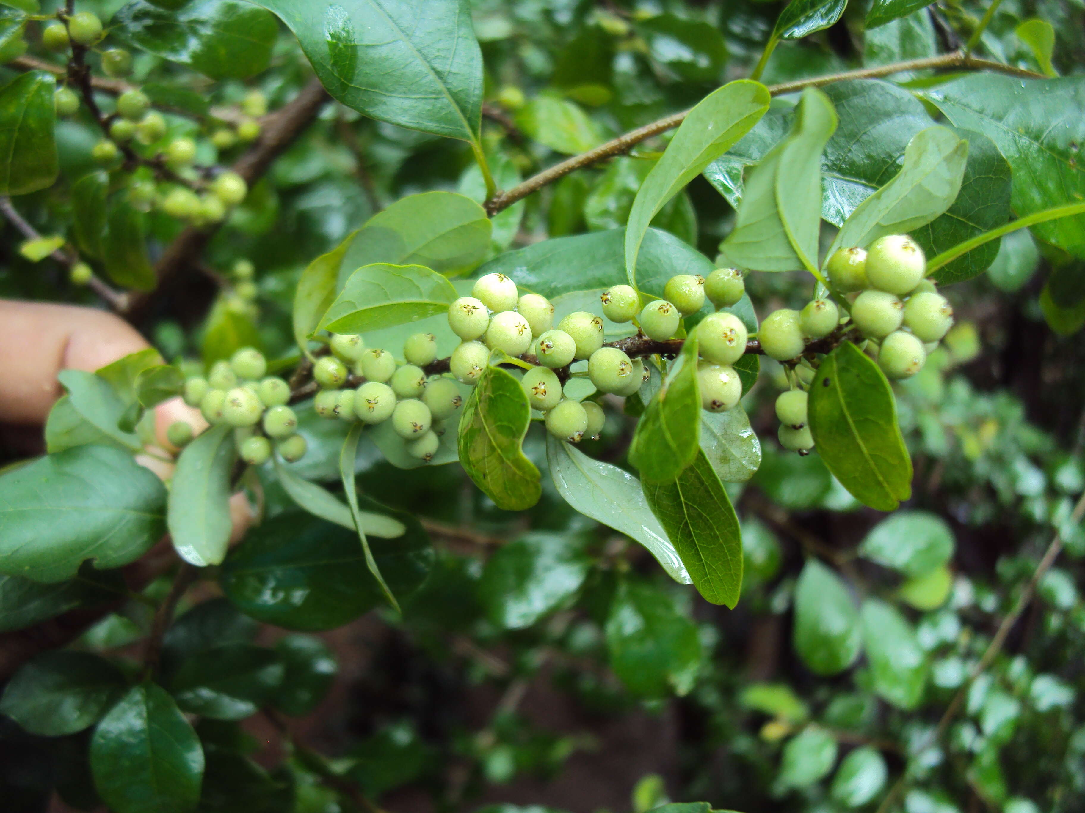 Imagem de Commiphora wightii (Arn.) Bhandari