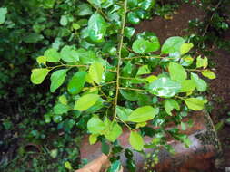 Imagem de Commiphora wightii (Arn.) Bhandari