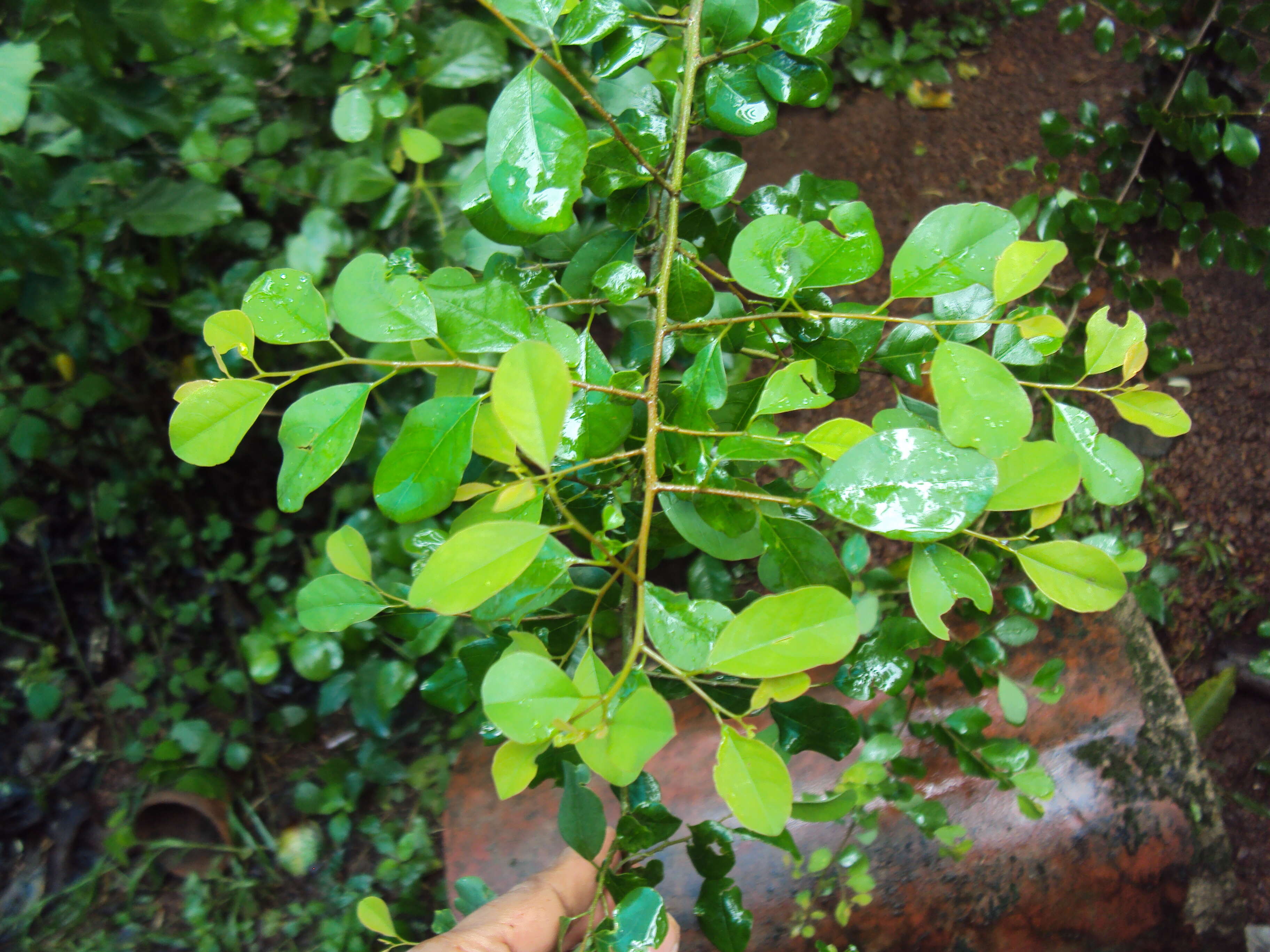 Imagem de Commiphora wightii (Arn.) Bhandari