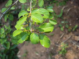 Image of Commiphora wightii (Arn.) Bhandari