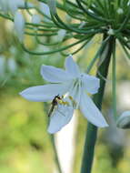 Image of Banded Meliscaeva