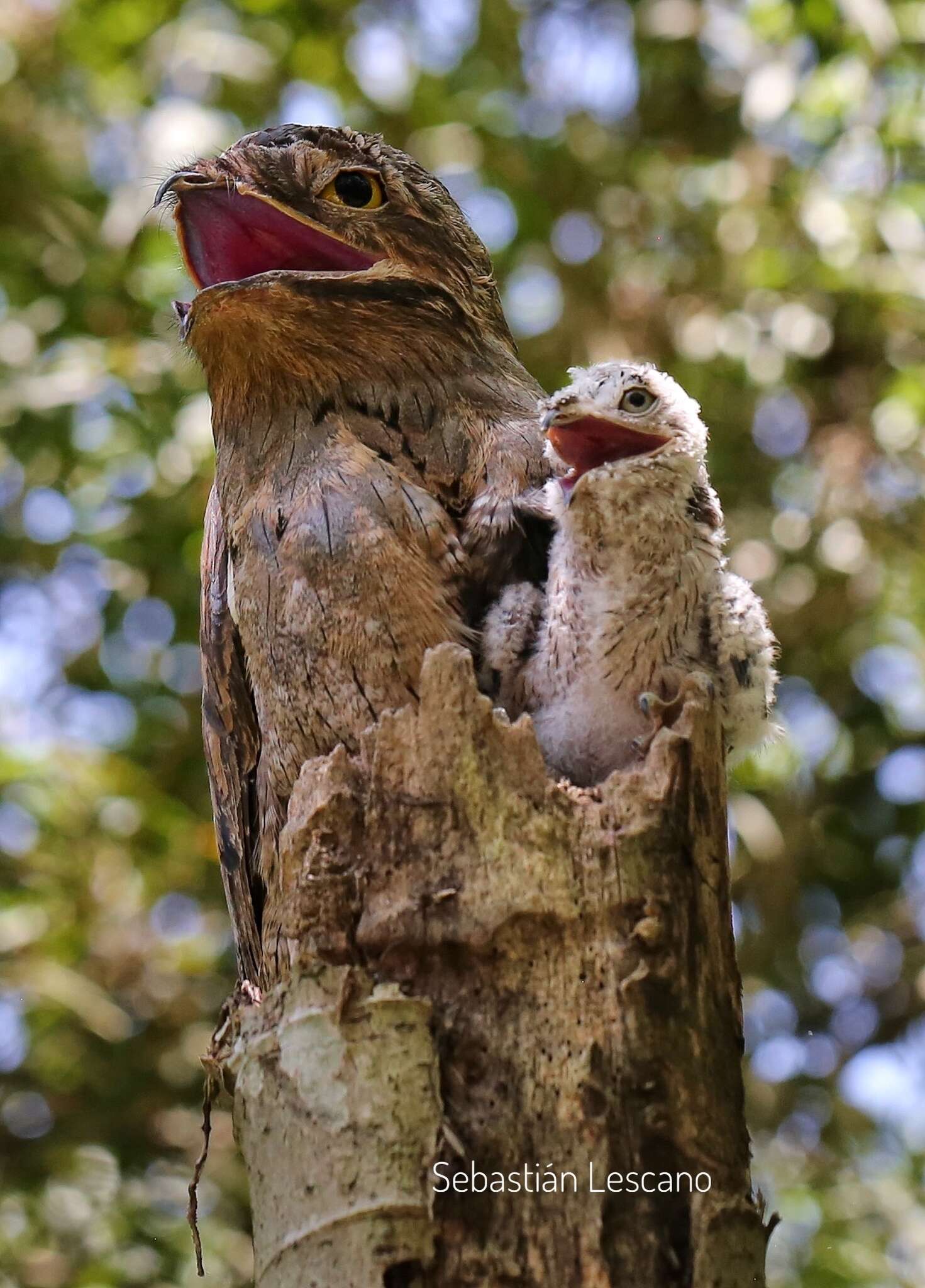 Plancia ëd Nyctibius griseus (Gmelin & JF 1789)