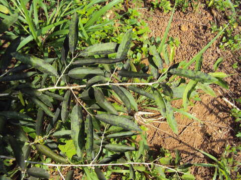 Image of Alangium salviifolium (L. fil.) Wangerin