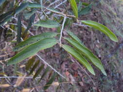 Image of Alangium salviifolium (L. fil.) Wangerin