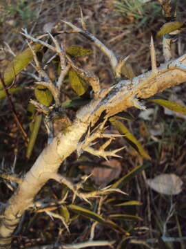 Image of Alangium salviifolium (L. fil.) Wangerin