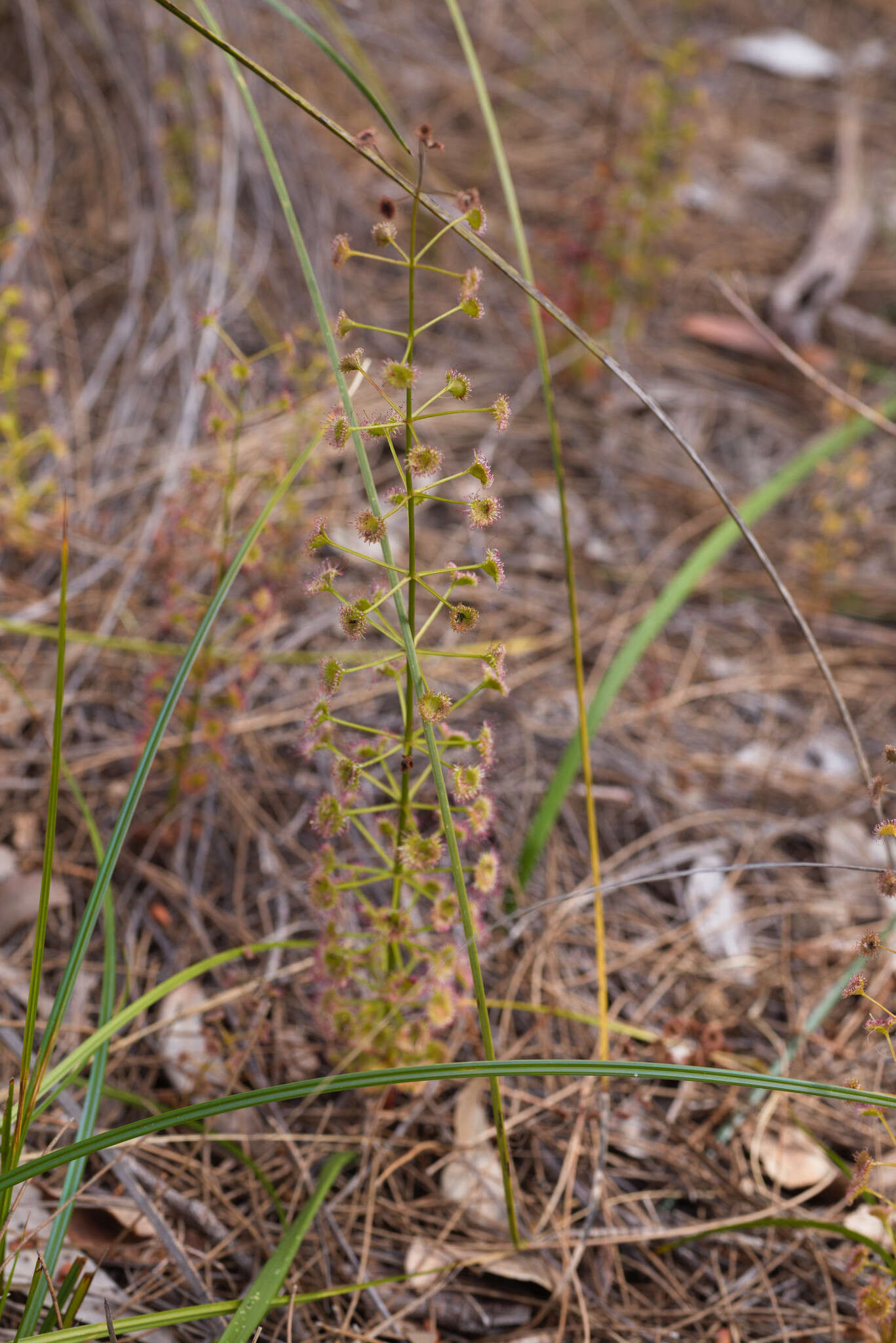 Image de Drosera stolonifera subsp. porrecta (Lehm.) N. Marchant & Lowrie