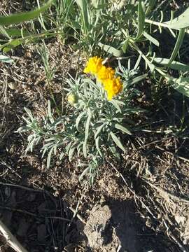 Plancia ëd Picradeniopsis oppositifolia (Nutt.) Rydb.