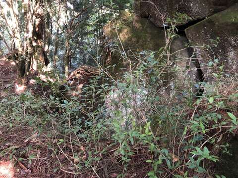 Слика од <i>Berberis mingetsuensis</i>