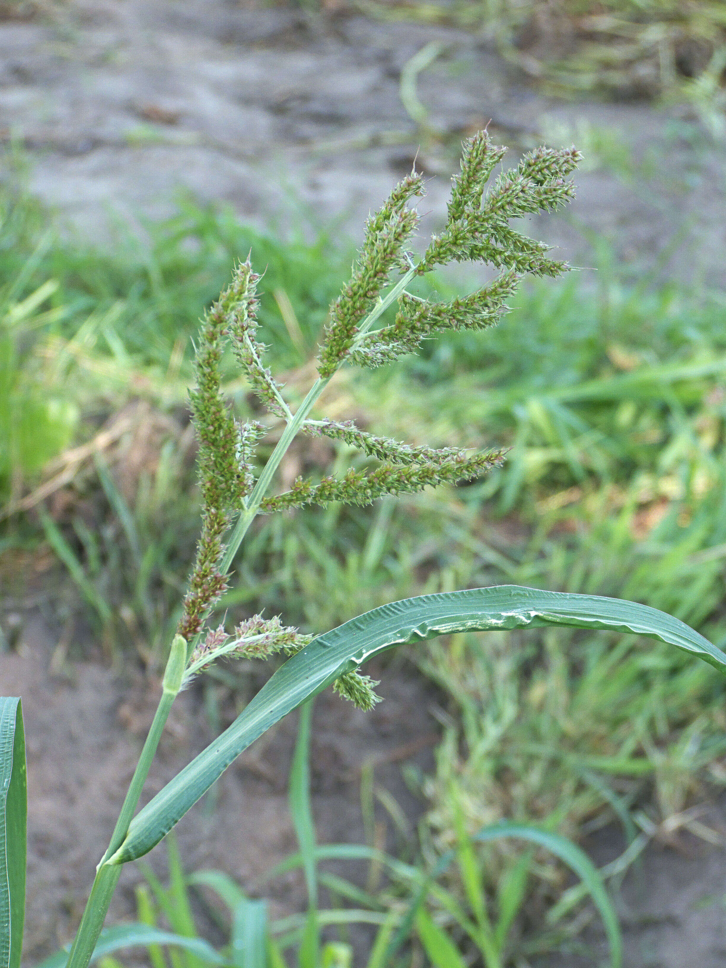 Plancia ëd Echinochloa crus-galli (L.) P. Beauv.