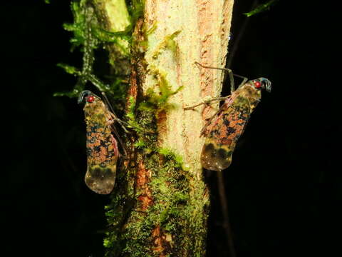 Image of Enchophora sanguinea Distant 1887