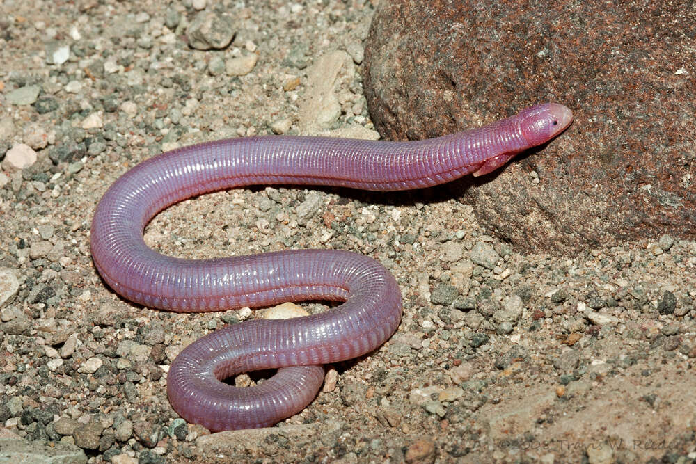 Image of two-legged worm lizards