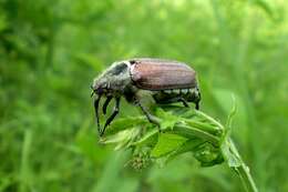 Image of chestnut cockchafer