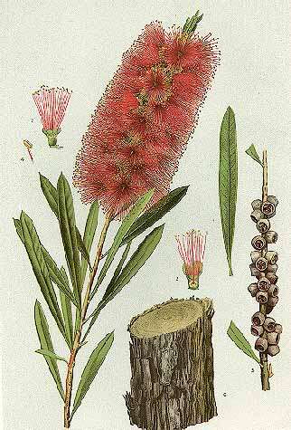 Image of crimson bottlebrush