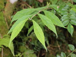 Image of Callicarpa randaiensis Hayata