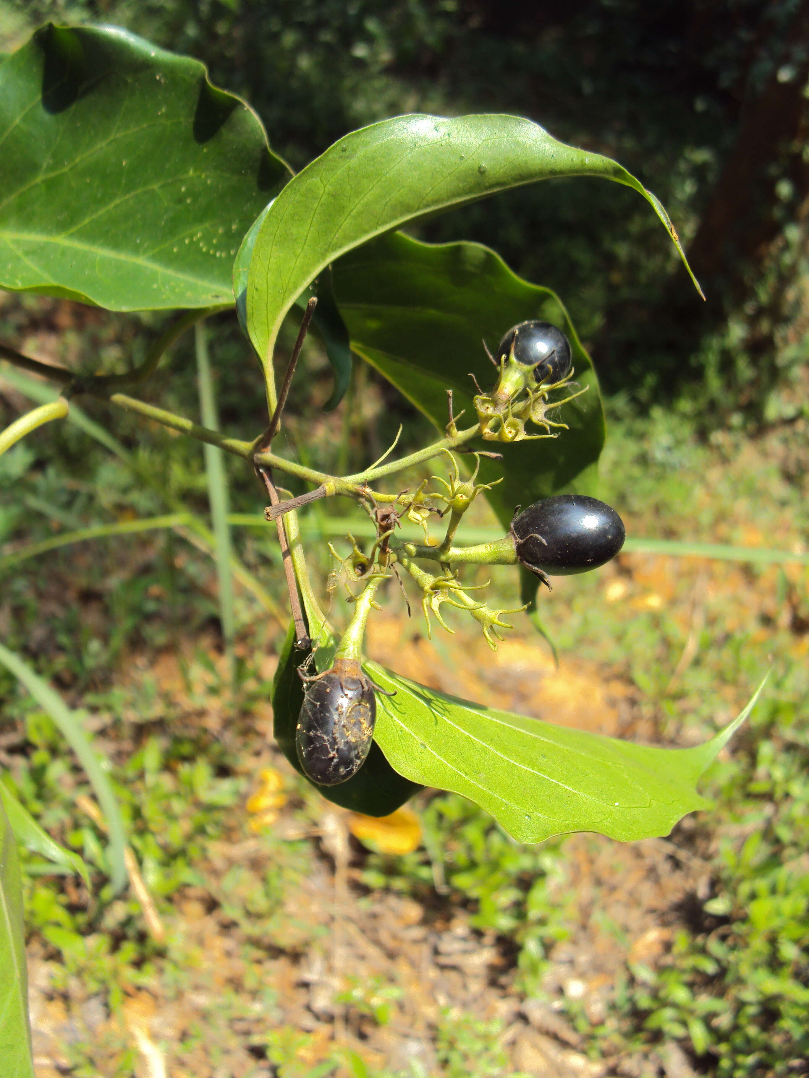 Image of Jasminum malabaricum Wight